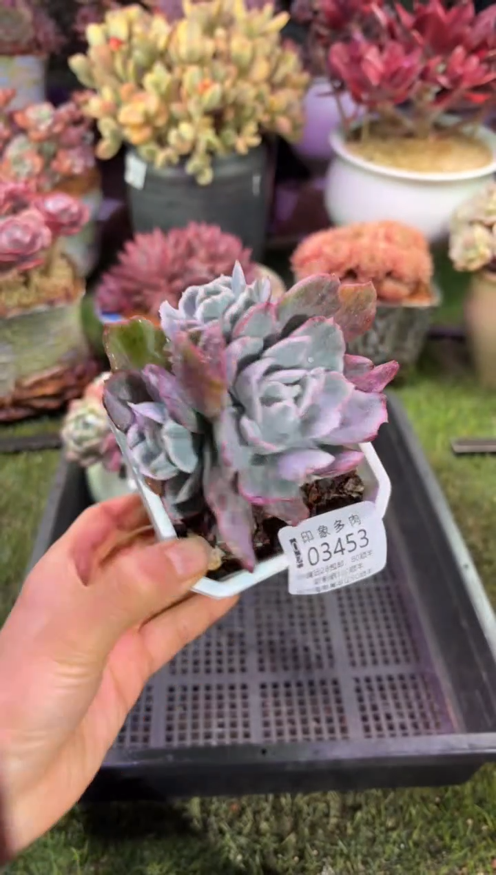 【闪购商品】03453