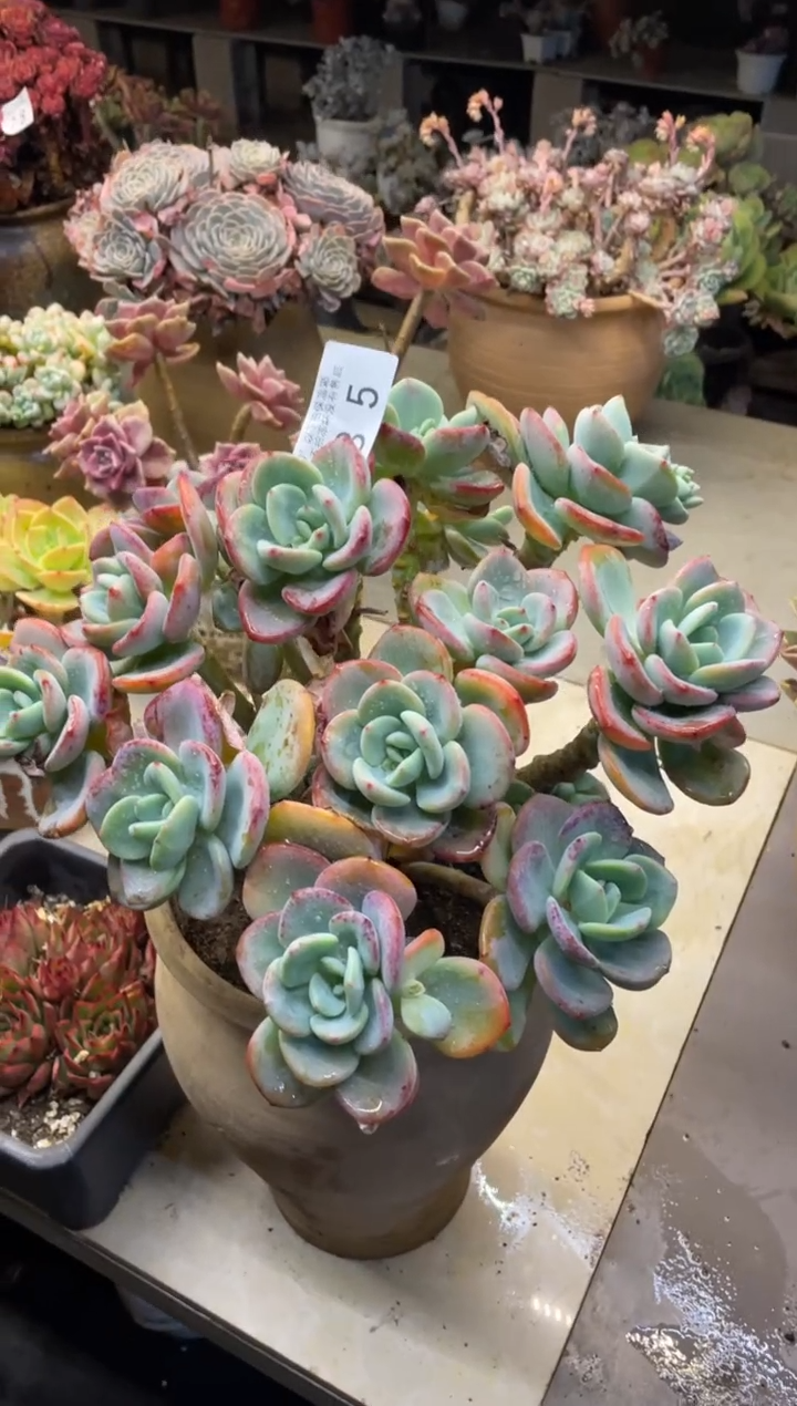 【闪购商品】85白月光