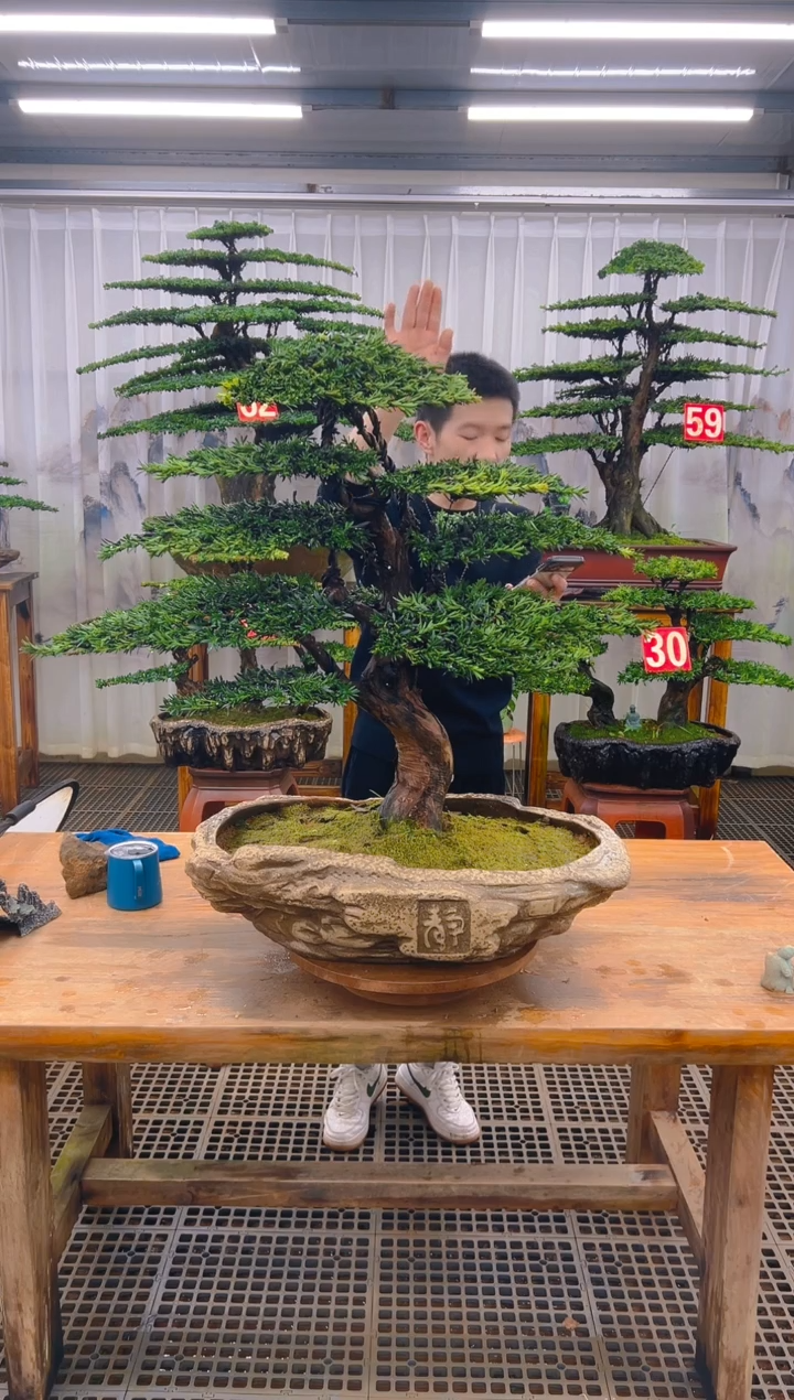 无花朵无**际精品盆景直播间一物一拍