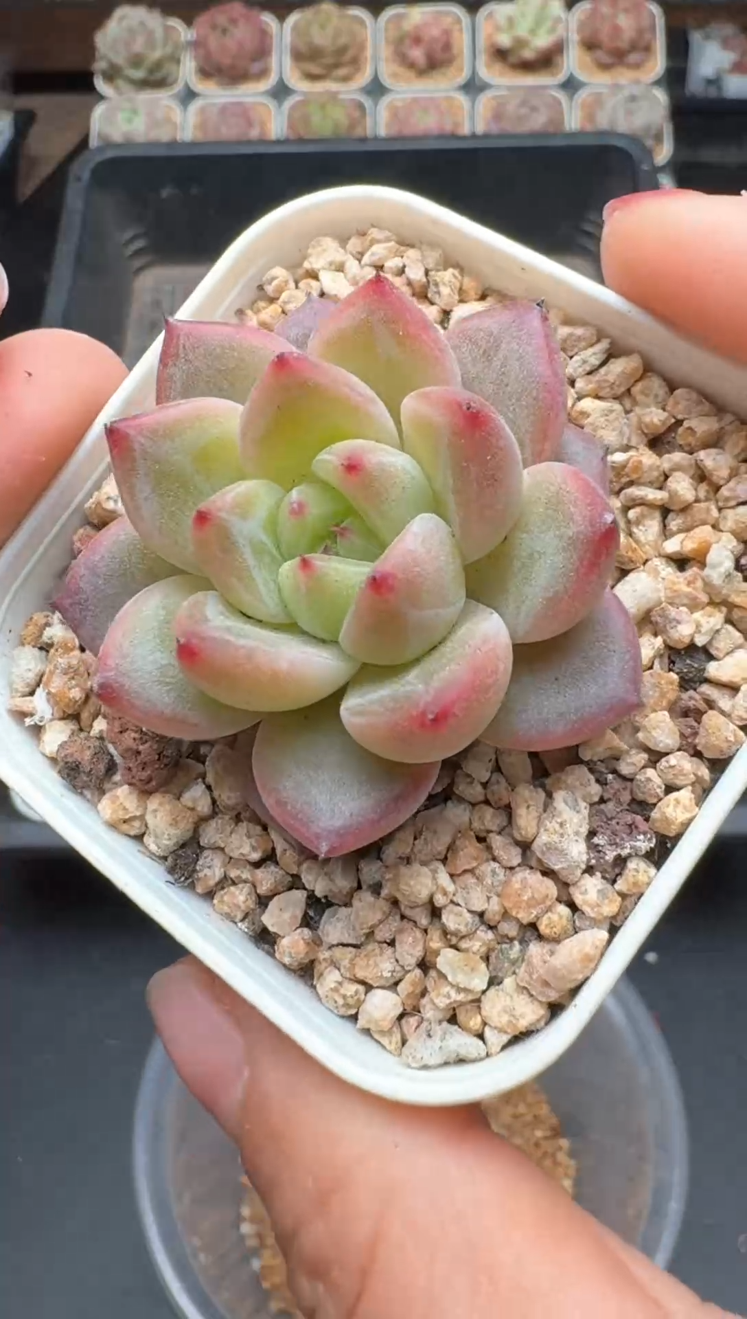 【闪购商品】387A号一物一拍多肉花卉植物拍3颗起发