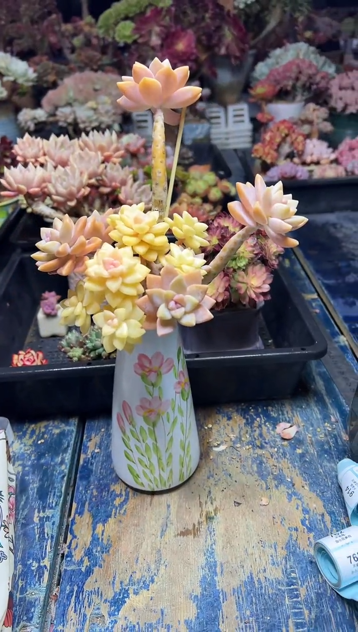 老*746             带盆