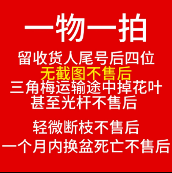 【一物一拍】三角梅运输途中掉花落叶属正常情况不影响种植介意慎拍