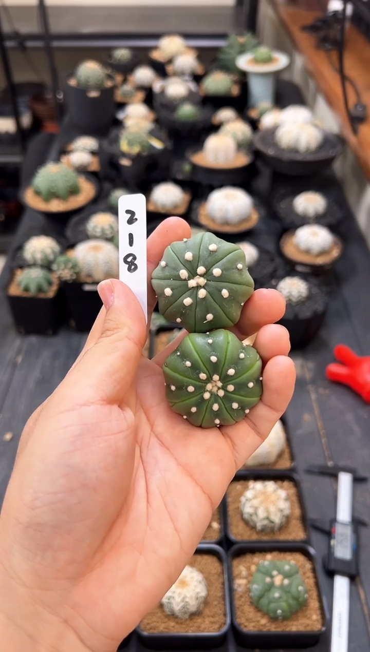 不含盆土实生两颗编码218