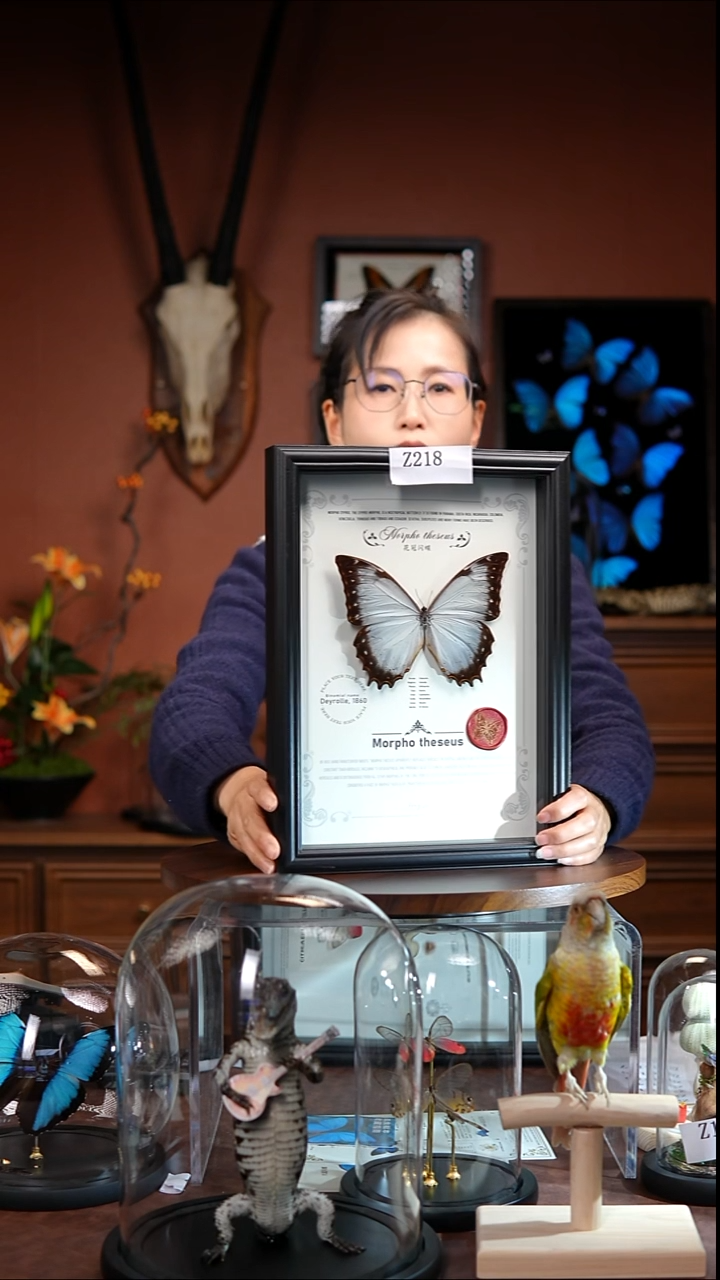 Z218     花冠闪蝶