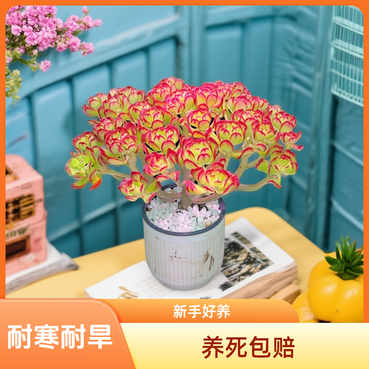 【超大满堂红摇钱树】平安树四季红耐寒耐旱新手居家必备1号多肉