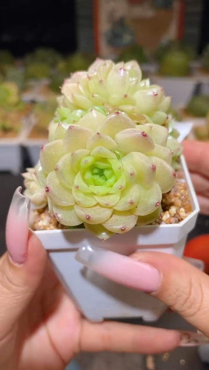053优选一物一拍