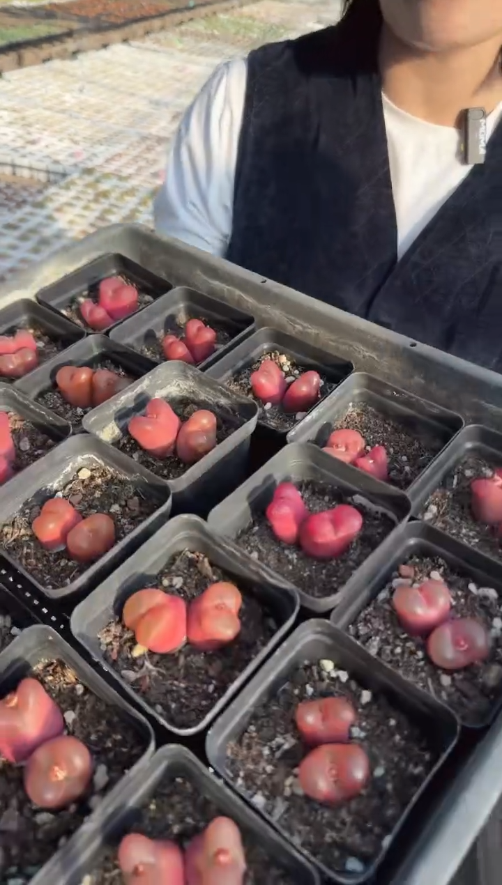 146多肉植物肉锥一颗
