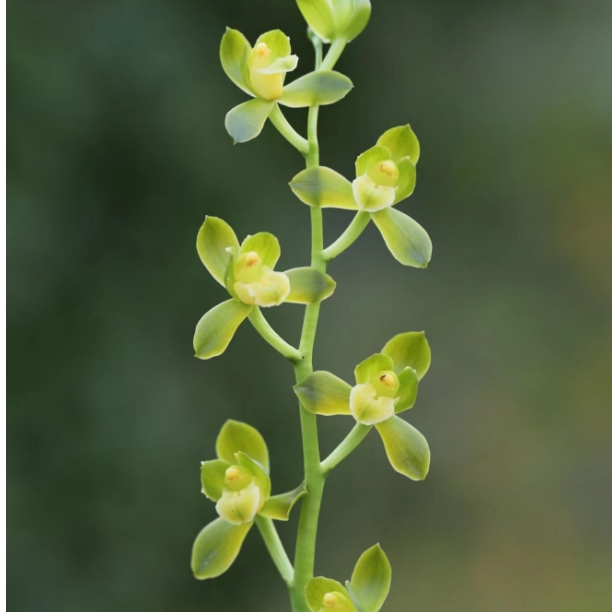 【墨兰宏远素荷】包三个月售后 终身对版