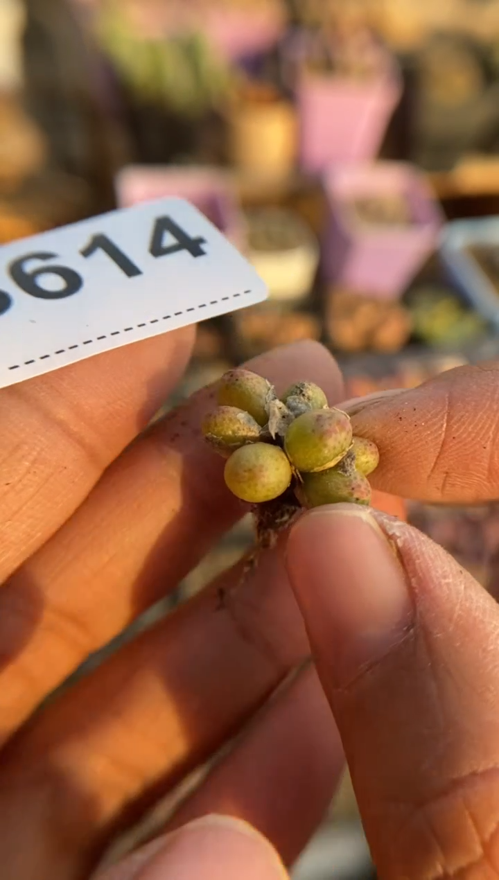 【闪购商品】8614直播一物一拍