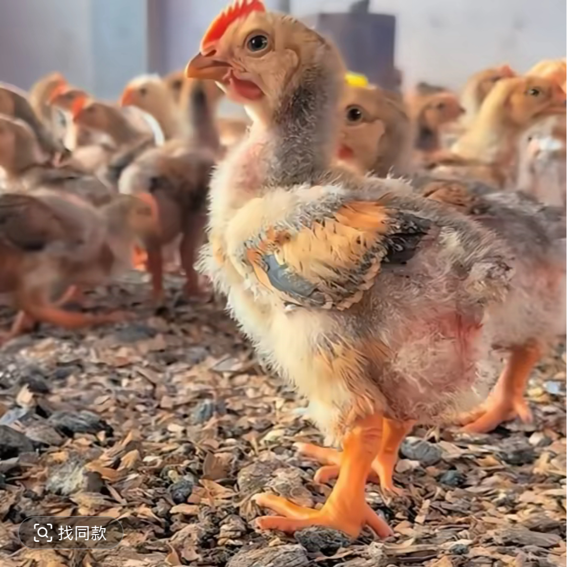 红瑶土鸡 宠物鸡 正宗土鸡散养小鸡活苗