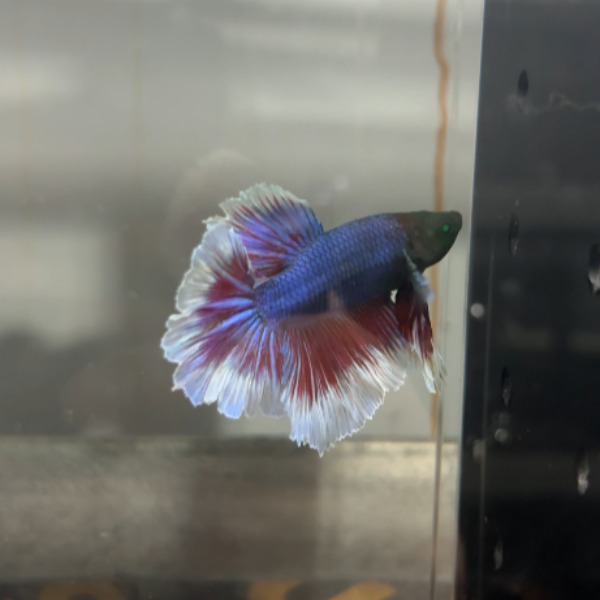11号泰国斗鱼魔眼蝶边阿帕奇目测5cm+