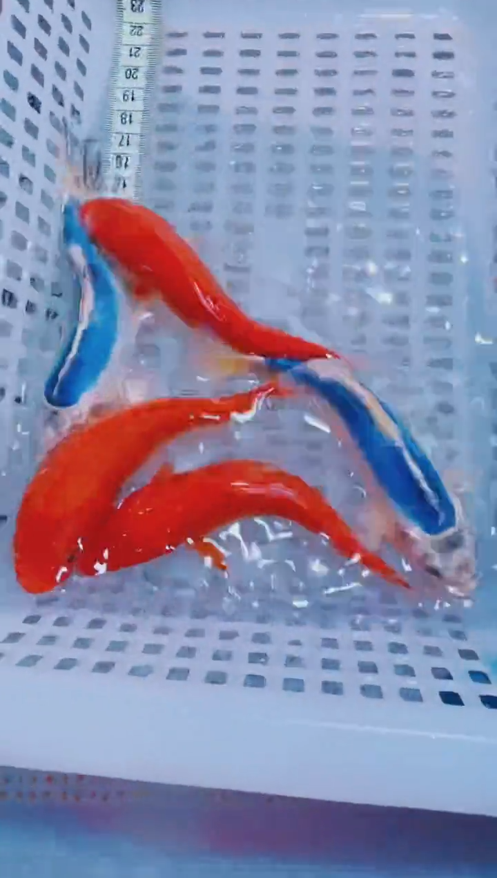 锦鲤血统锦鲤全场包邮75