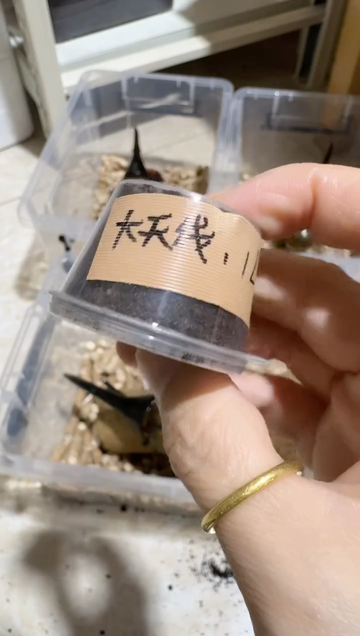 95大天线后代1只 1龄公母随机