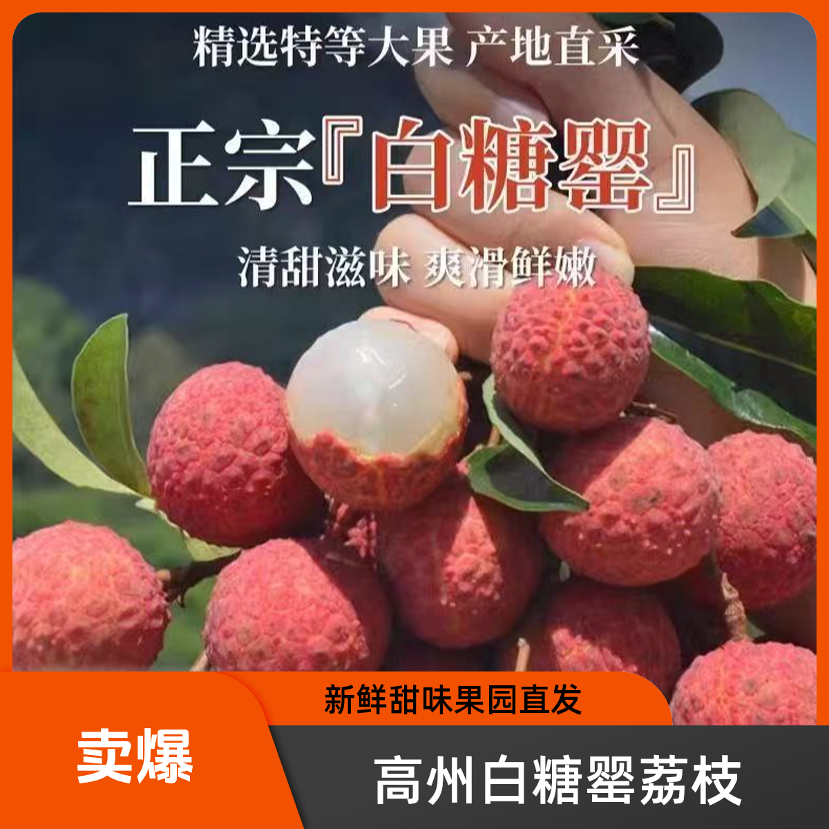 正宗广东高州现摘白糖罂荔枝风味醇厚新鲜水果超甜果园直发
