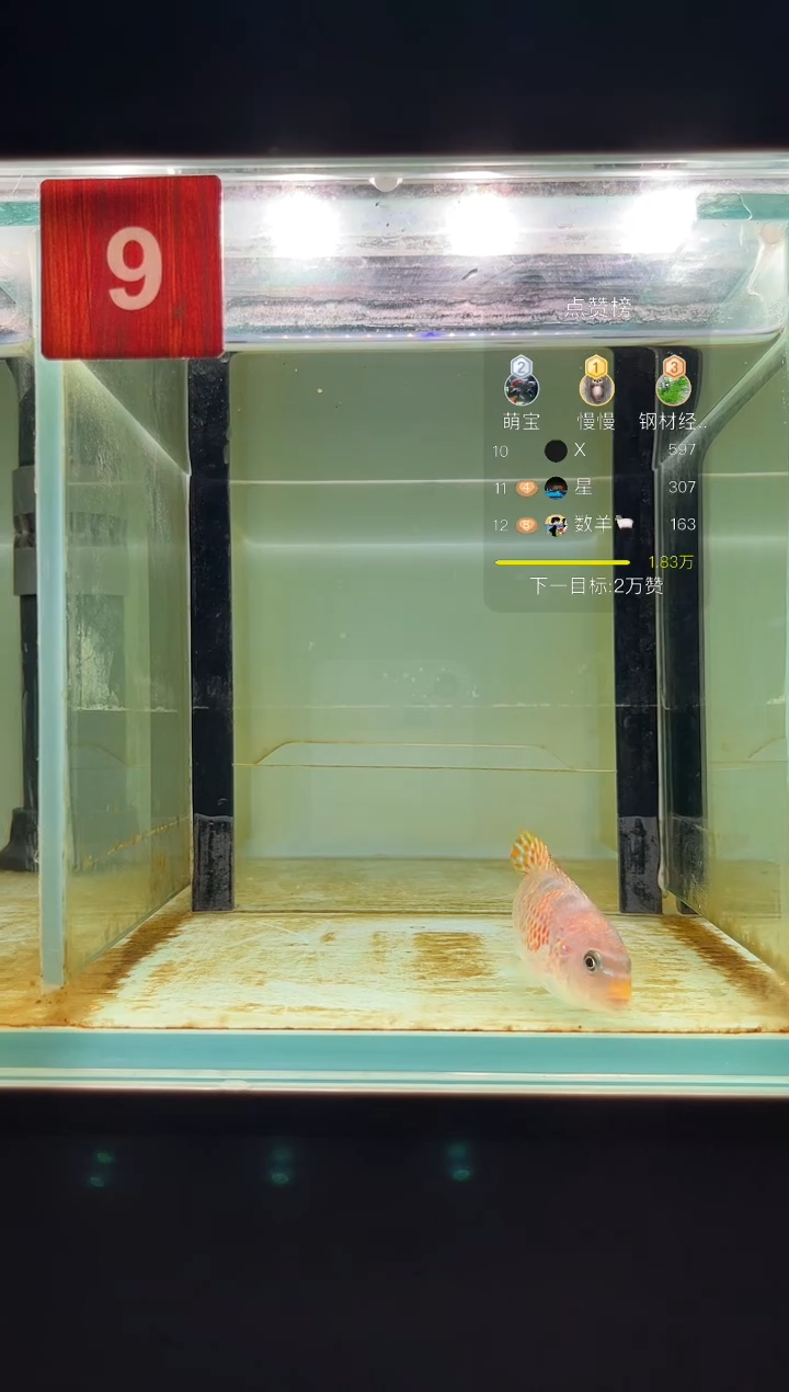 海水三湖慈鲷人工