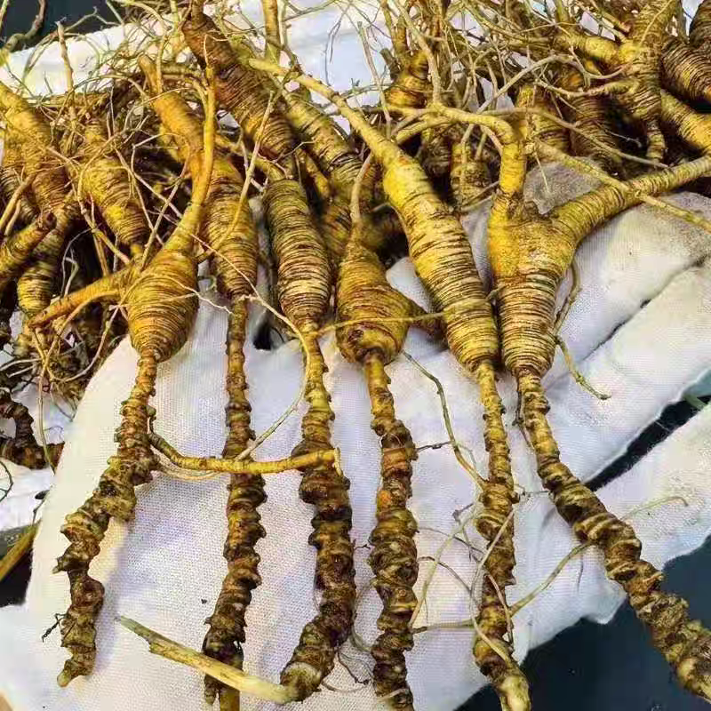 灼夭长白山道地特产新鲜人参滋补营养煲汤