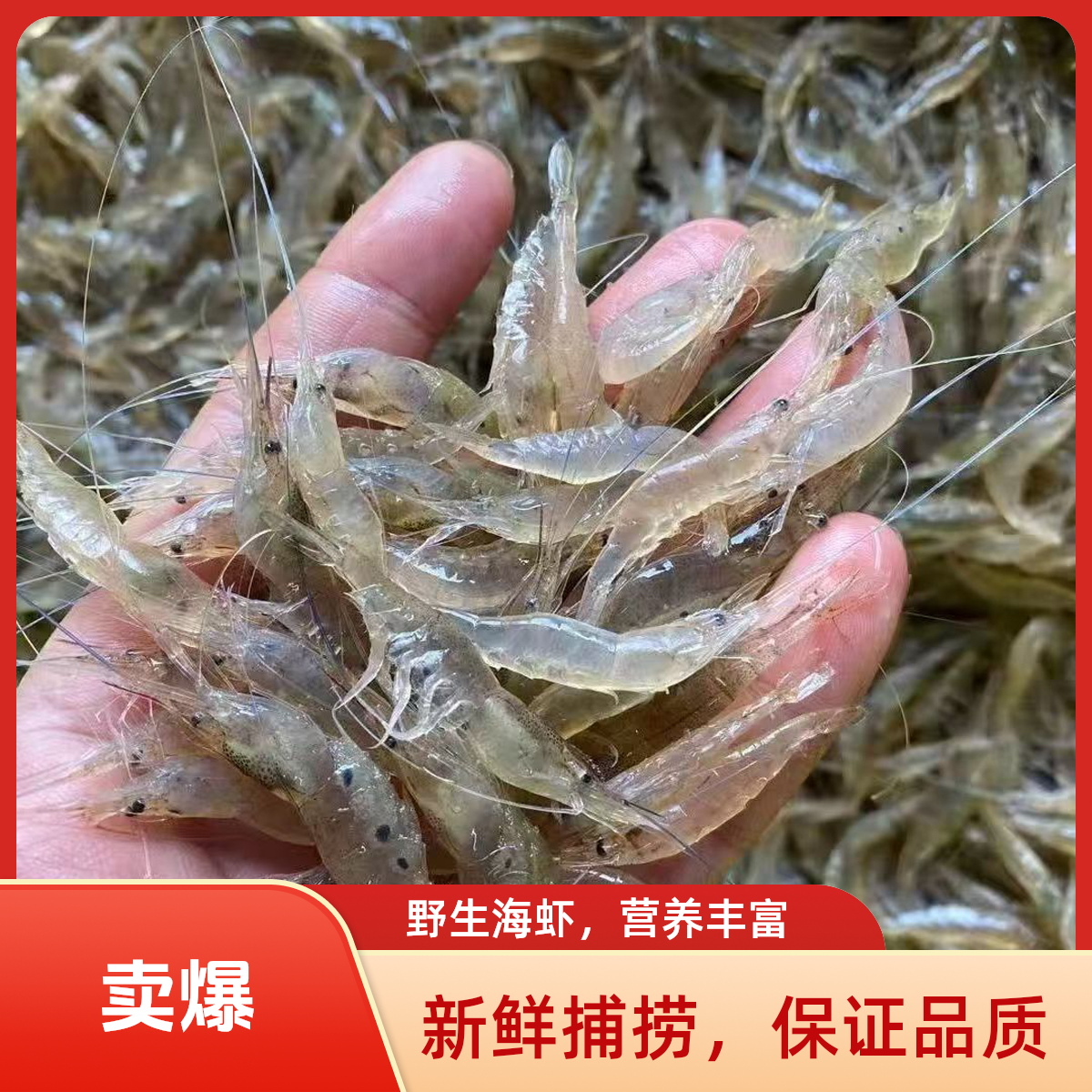 福建小海虾五须虾鲜活急冻锁鲜可油炸顺丰包邮250克一盒