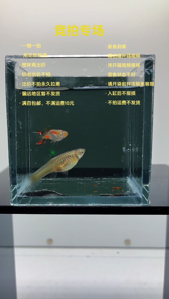 孔雀鱼安格拉斯双剑一对--90