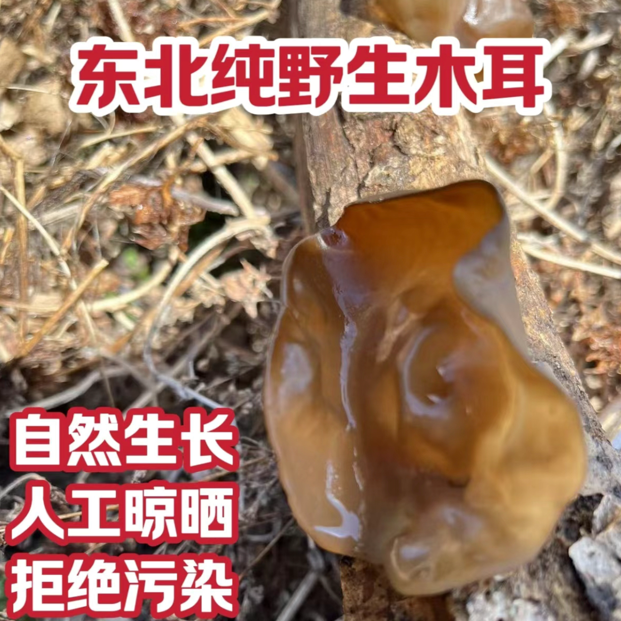 【野生木耳】东北深山采摘椴木无干燥剂自然晾晒木耳正宗东北黑木耳