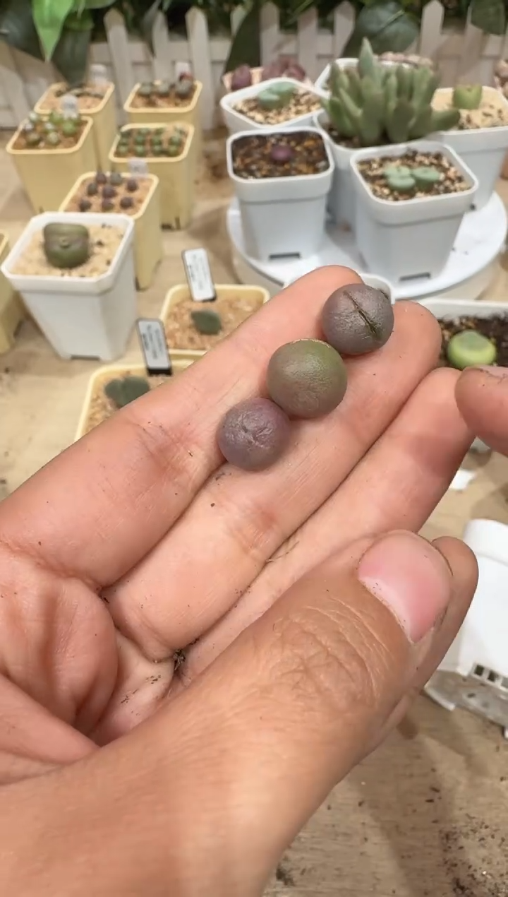 28-337多肉植物肉锥