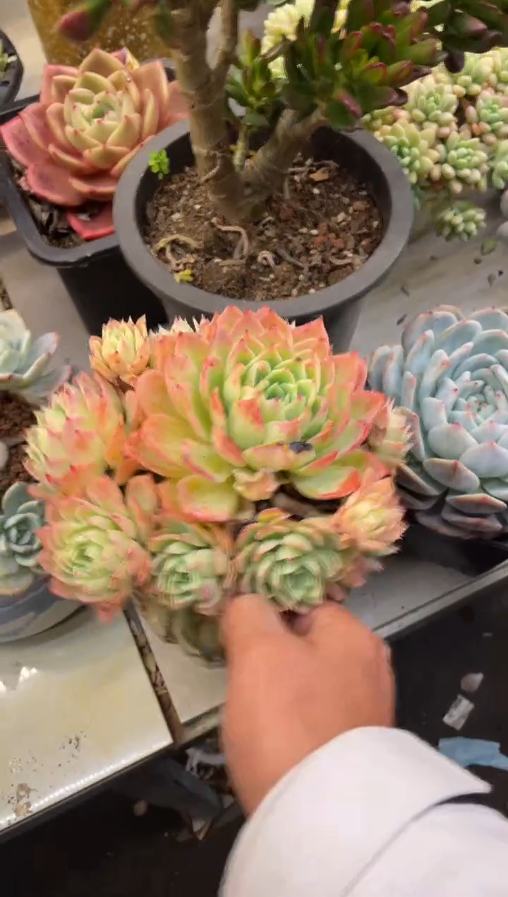 【闪购商品】220三色堇