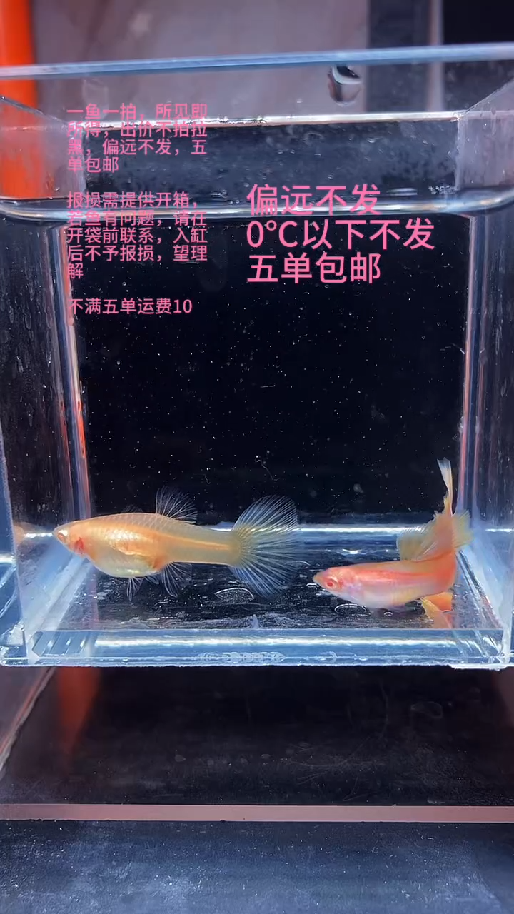 孔雀鱼孔雀鱼 31