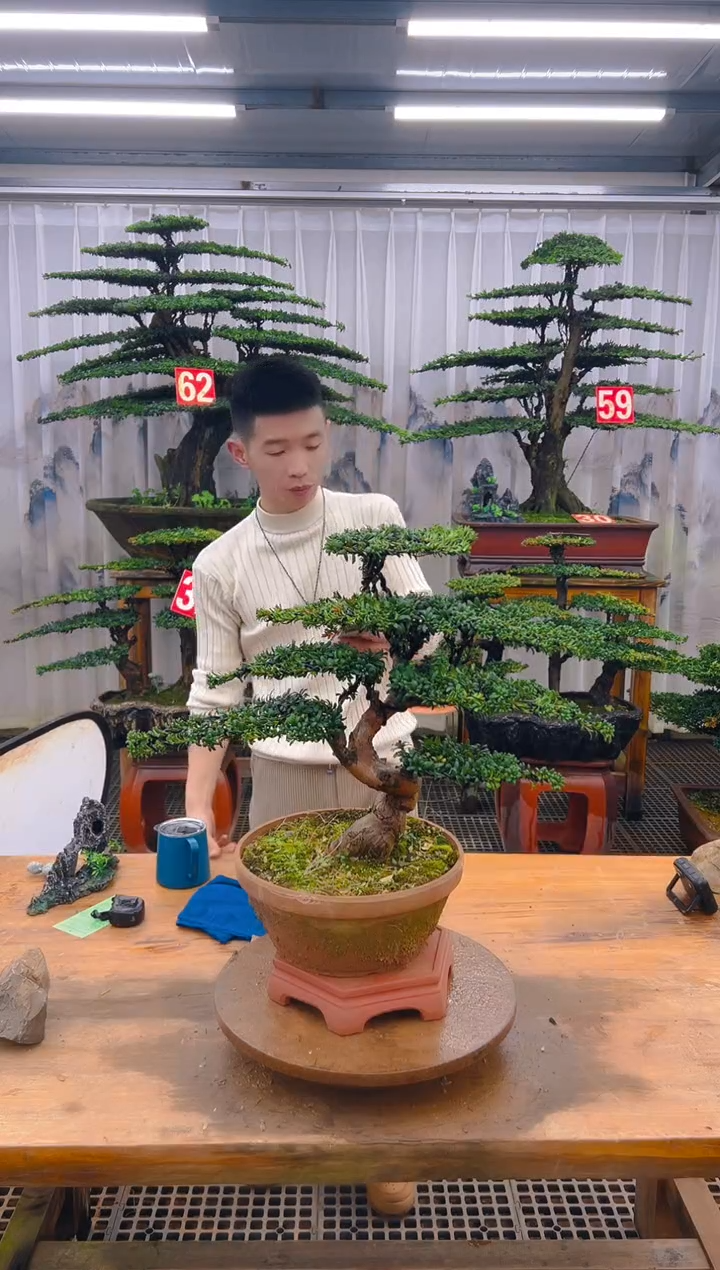 无花朵精品盆景直播间一物一拍