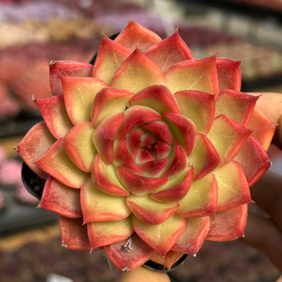 7#东云烧多肉植物  前男友精品多肉sm948