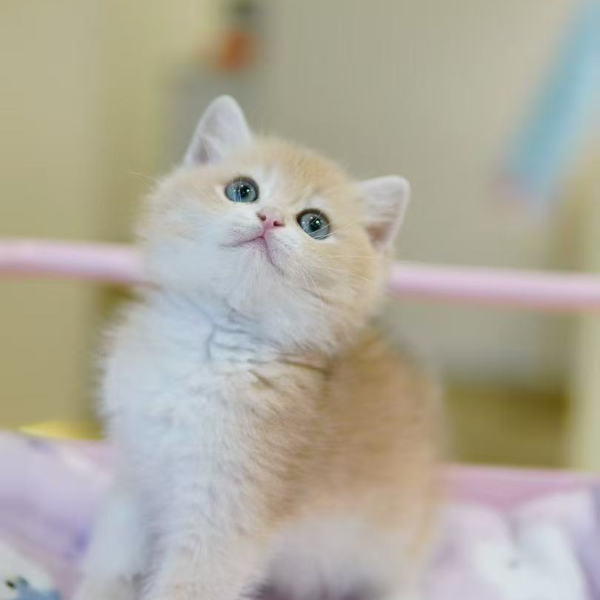 【年终大促】猫咪宠物活体英短美短布偶矮脚蓝金金渐层缅因猫