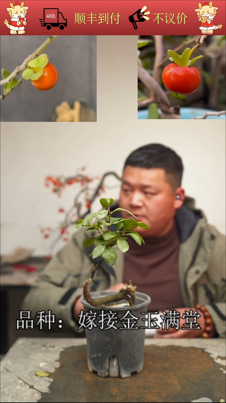 无花朵姑**外/118顺丰包邮/251128/18/嫁接金玉满堂