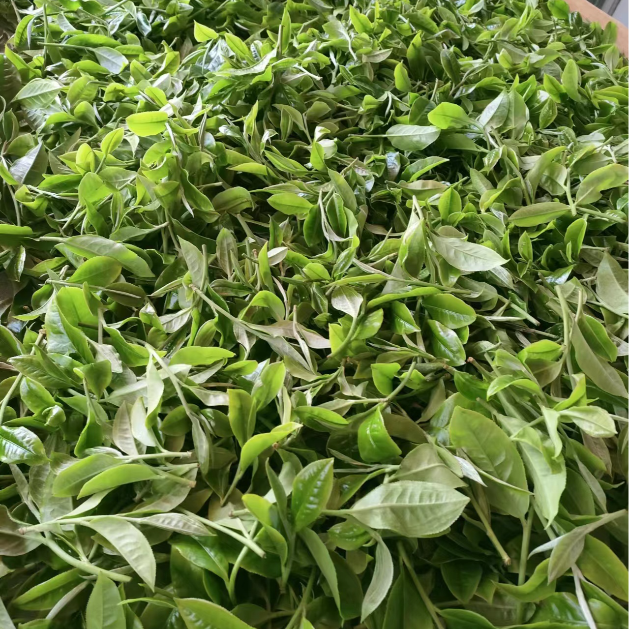 【哈尼手工】2025年倚邦天鹅抱蛋一类古树生茶，不带茶样，拆封不退