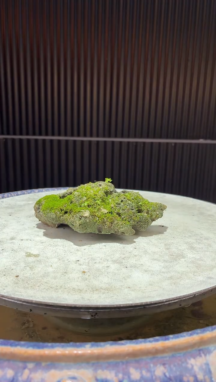 造型吴定石一物一拍专属