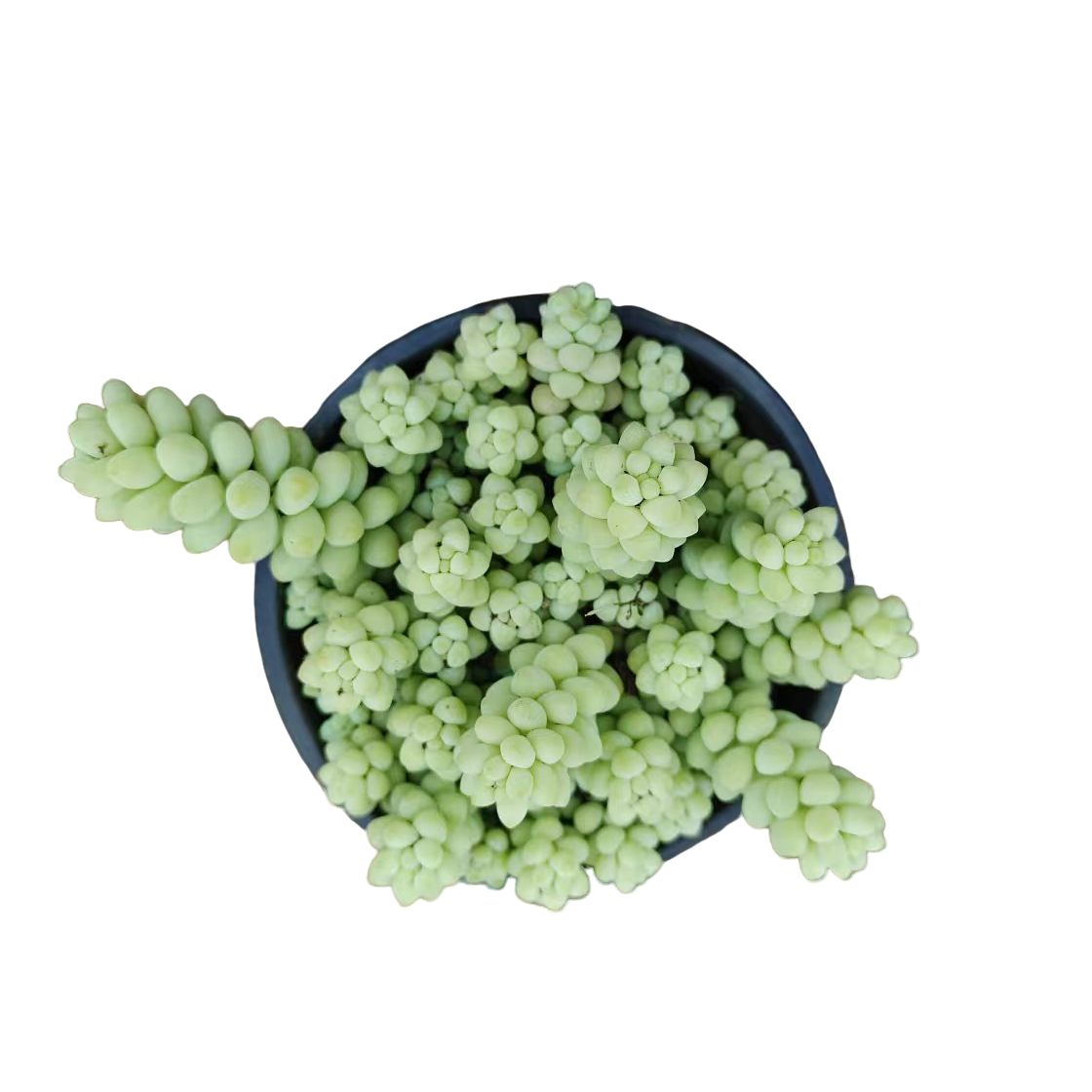 满9.9元包邮 小玉坠带盆 多肉植物 直播间展示为准