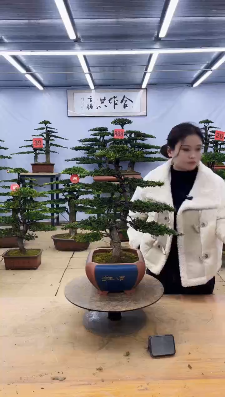 【闪购商品】高端盆景一物一拍，所见即所得