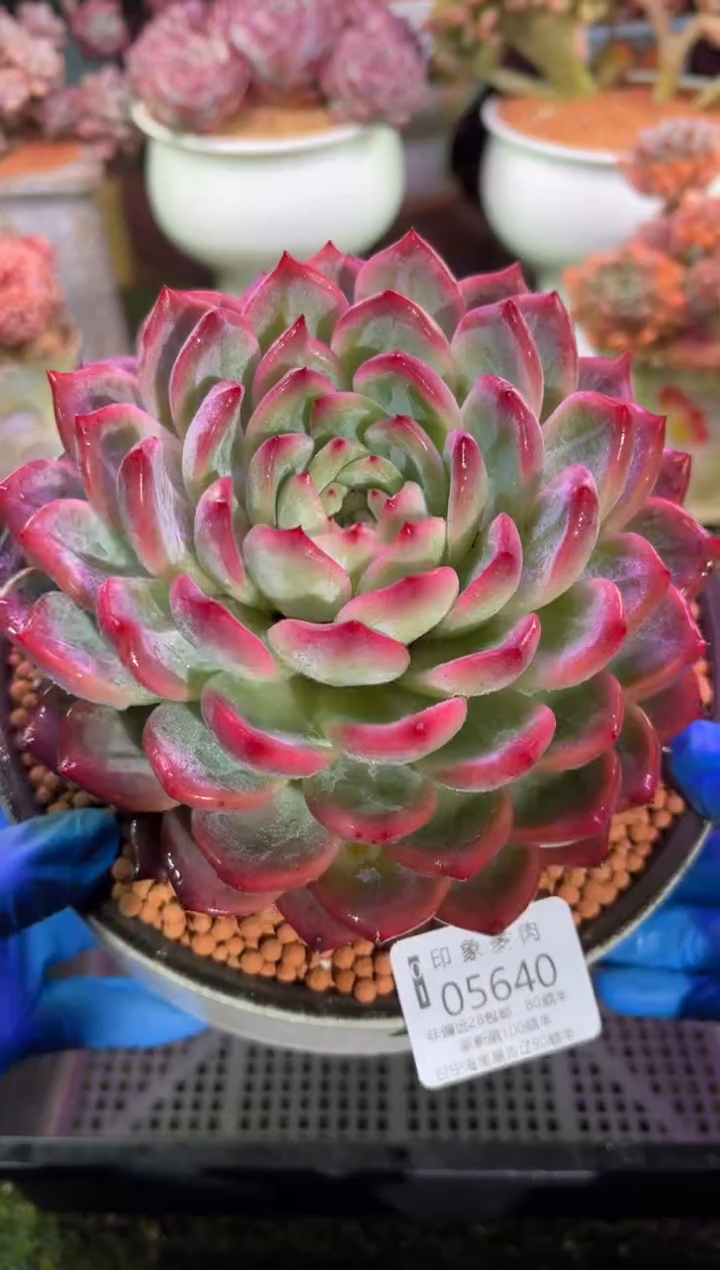 【闪购商品】05640