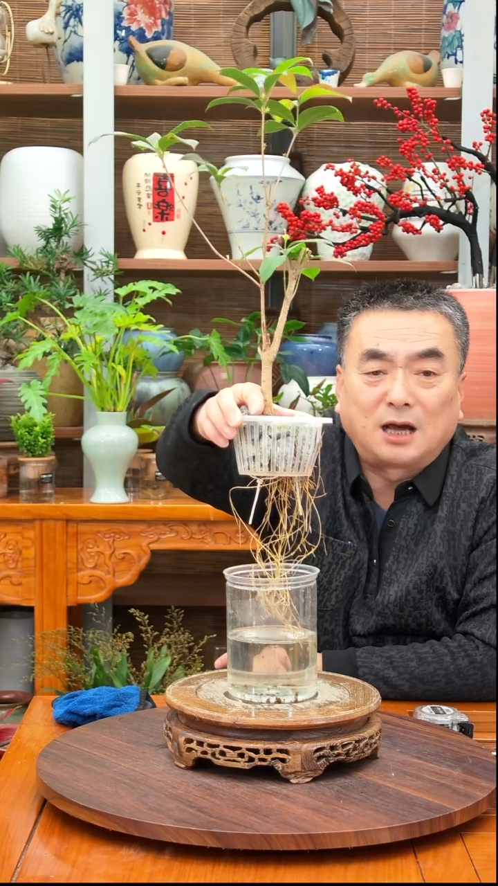 无花朵格*水之韵水培桂花不带瓶