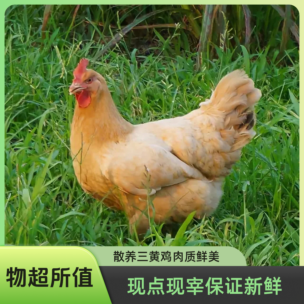 果园散养三黄鸡180天以上，纯粮食喂养果园走地鸡，顺丰京东发货
