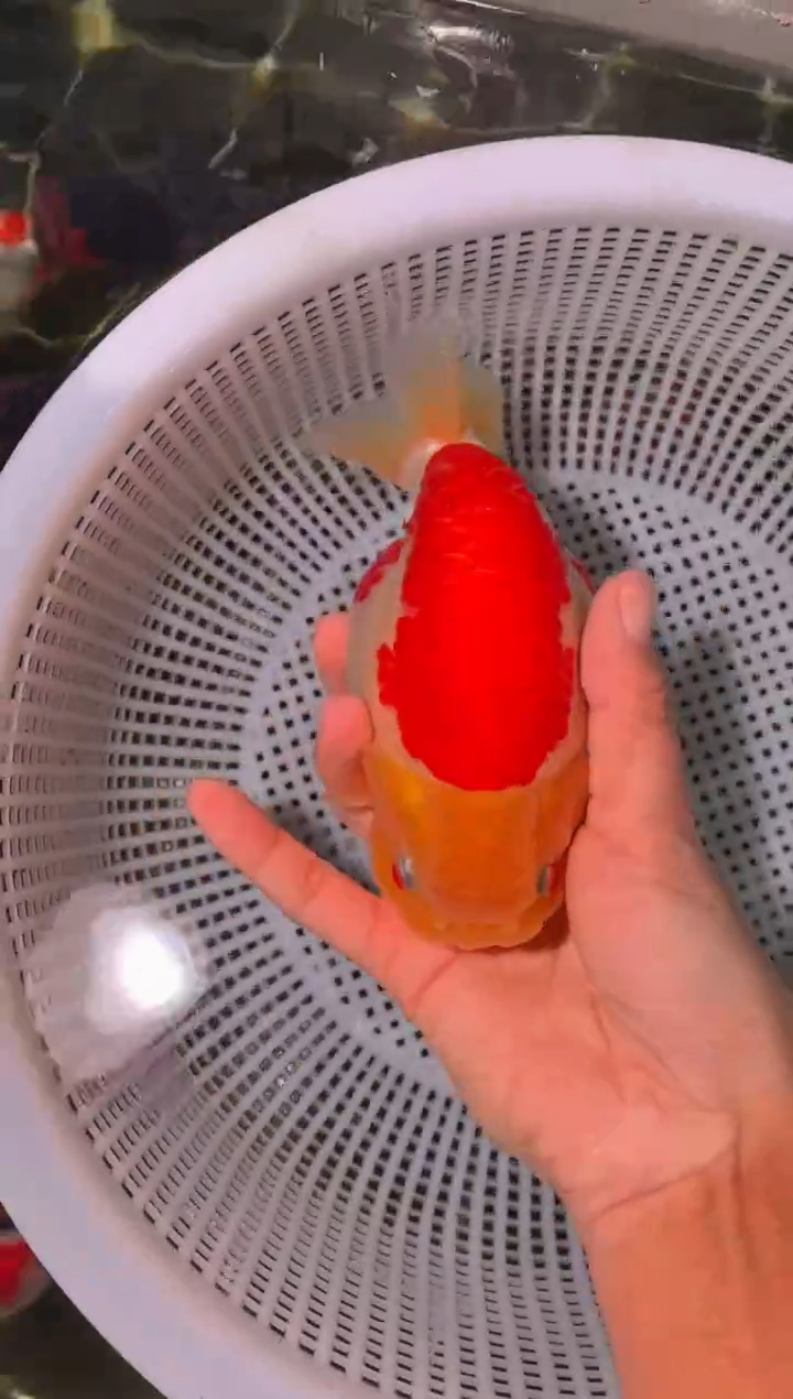 金鱼（运费到付，马印灯下展示）福州追鱼兰寿金鱼