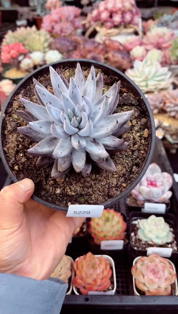 【闪购商品】5229单头魔爪多肉