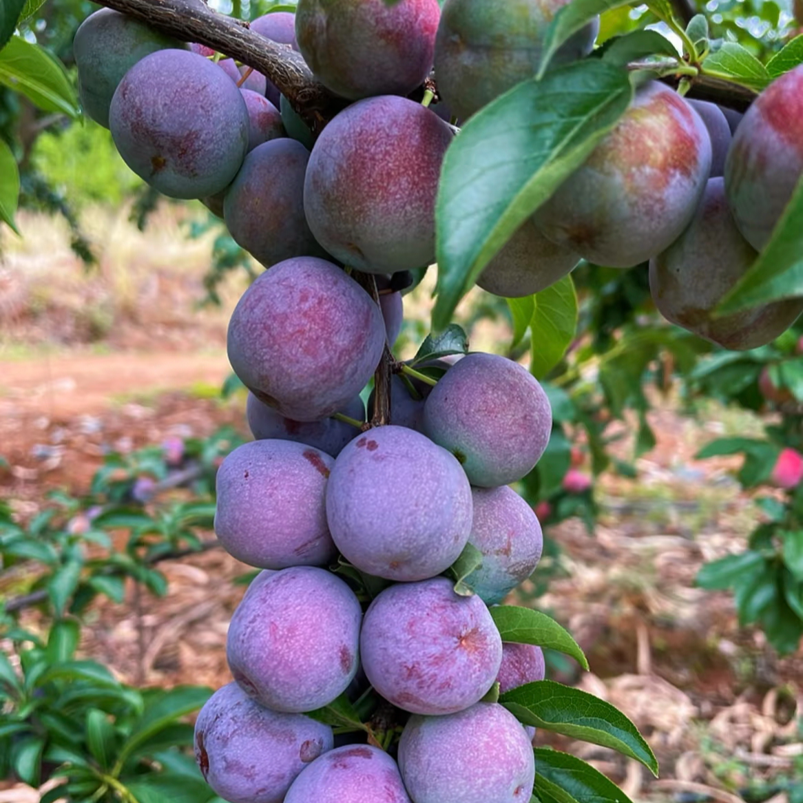 四川当季五月脆脱骨凤凰李脆甜多汁新鲜水果整箱包邮