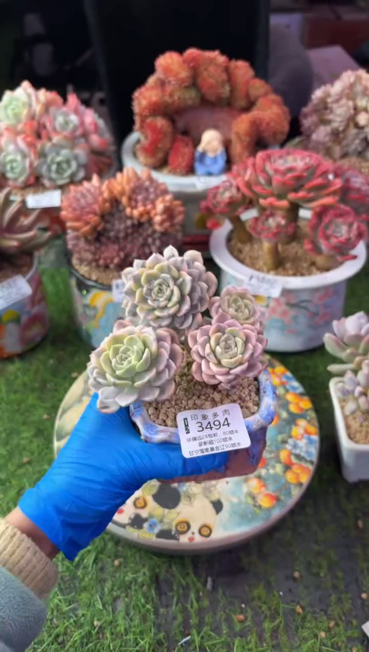 昆明印象多肉3494