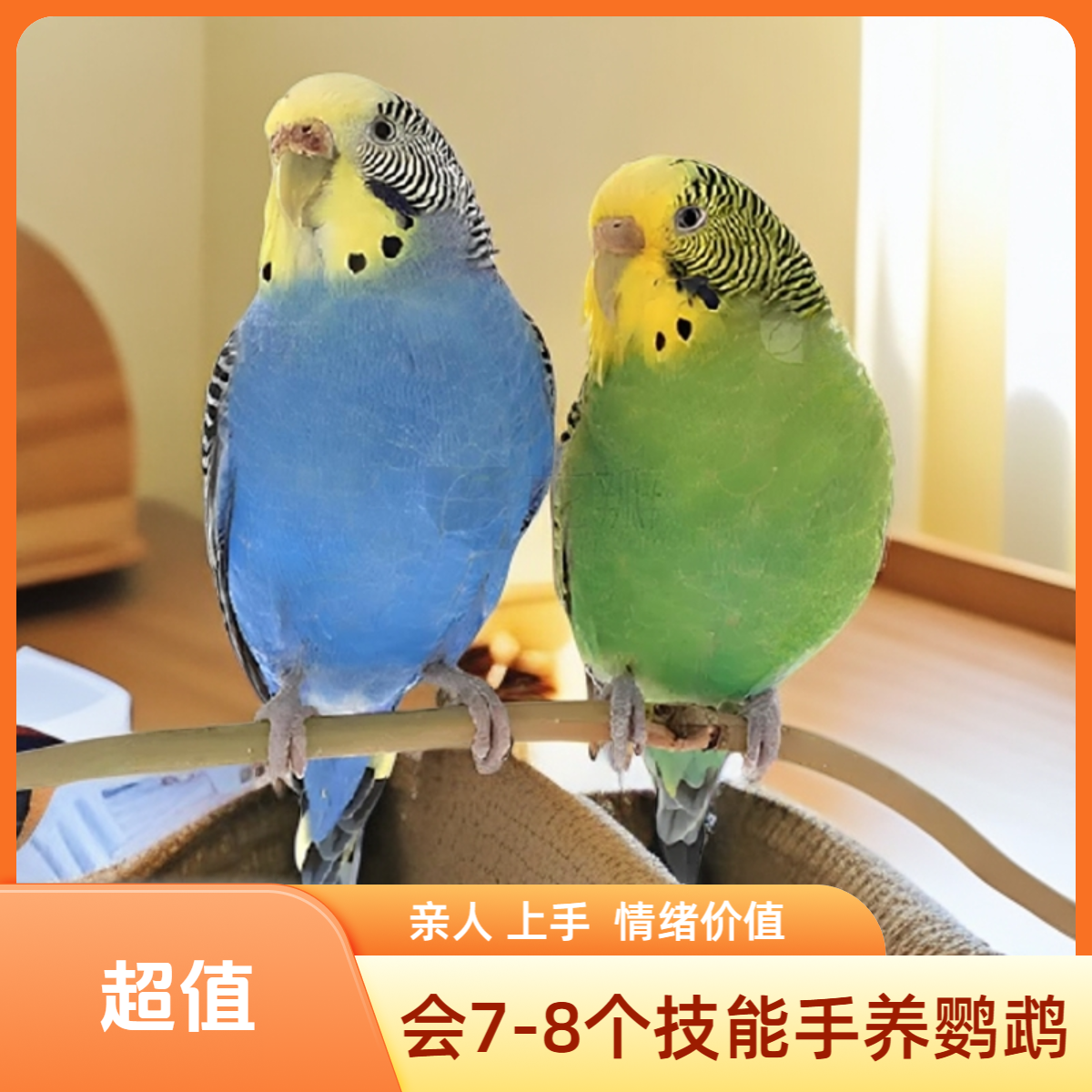 会7-8个技能的手养驯化虎皮鹦鹉！常规色 亲人上手【一物一拍】