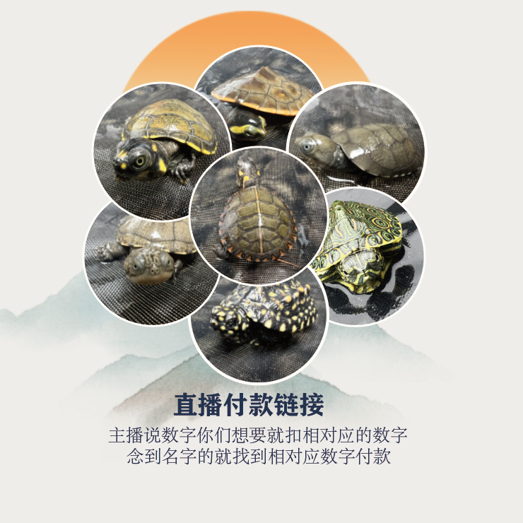 【直播下单链接】草龟花龟巴西地图火焰格兰德小青南石