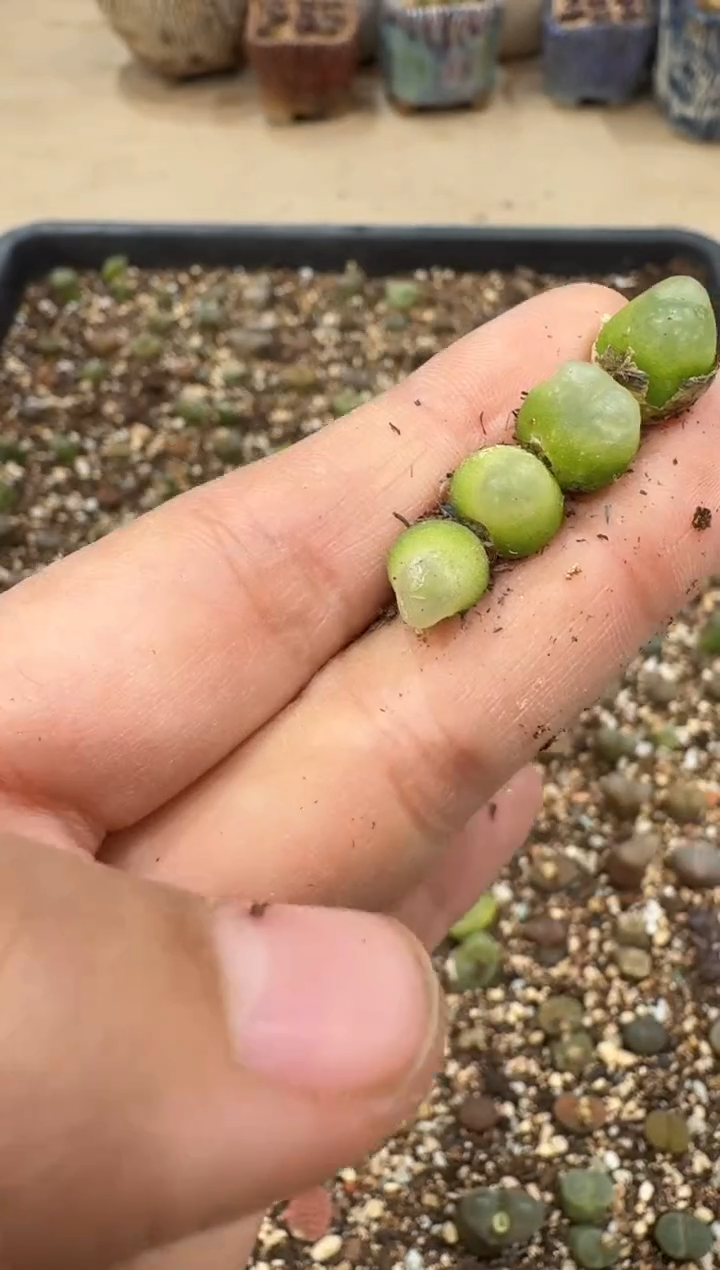 多肉植物肉锥3-18一颗