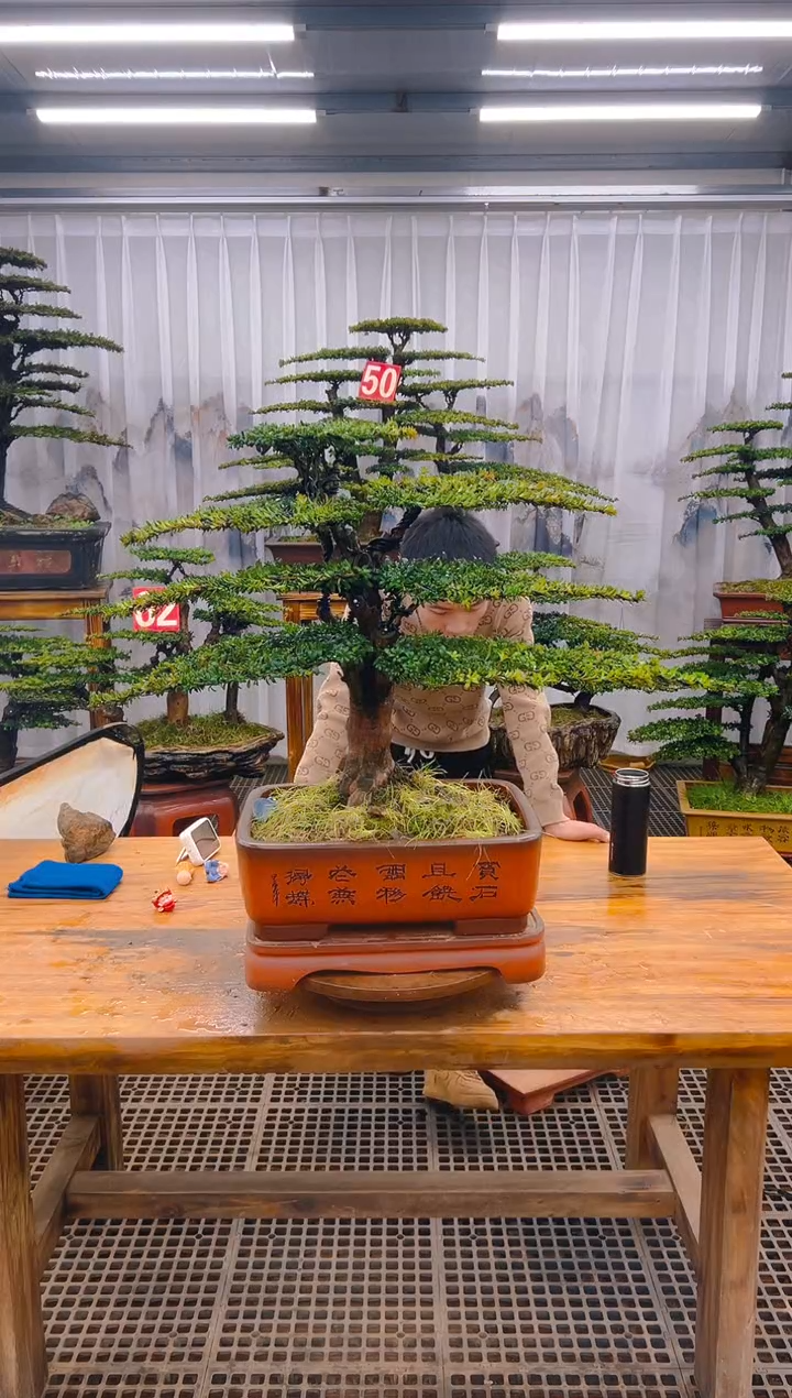 【闪购商品】紫砂精品盆景直播间一物一拍