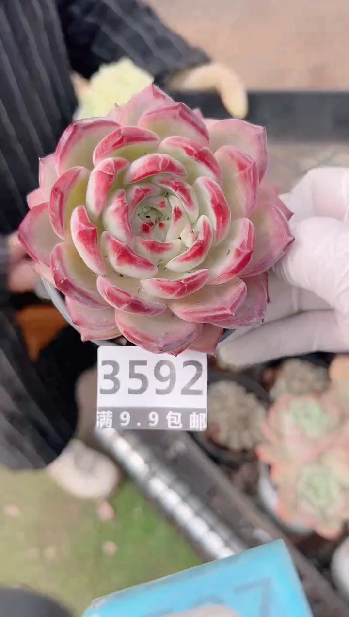 【闪购商品】信福多肉一物一拍