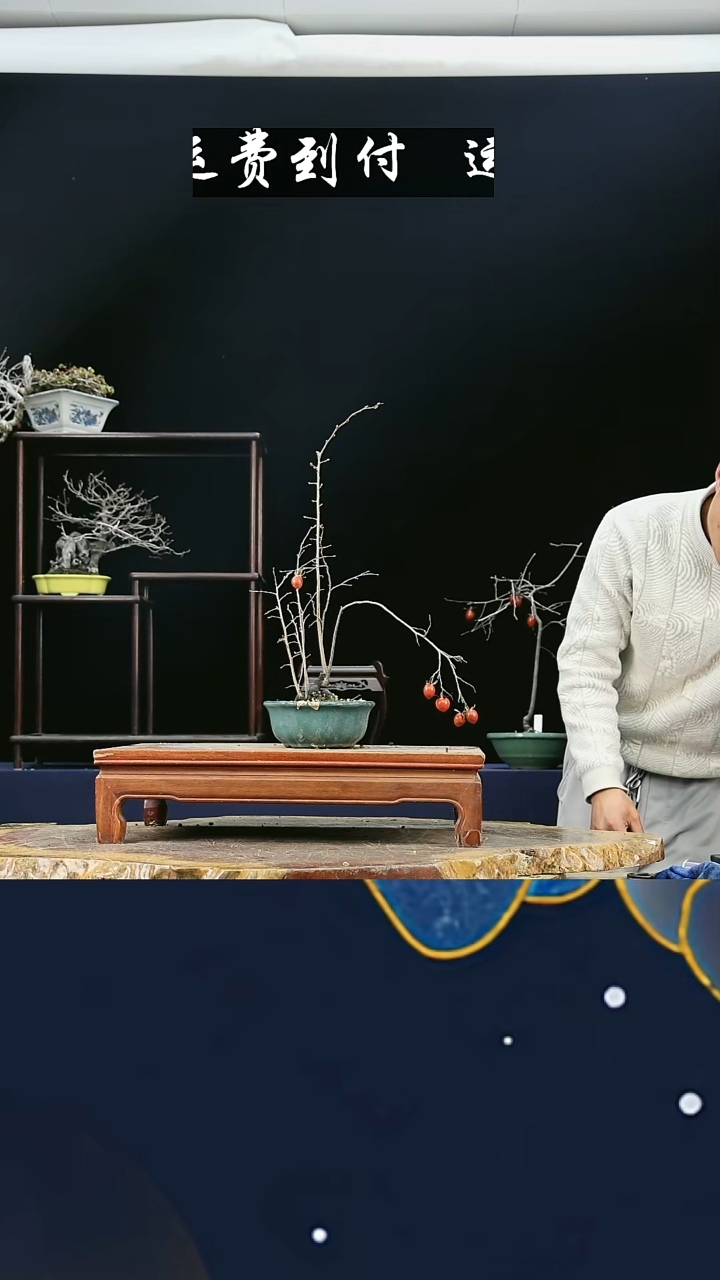 无花朵老*675老鸦柿