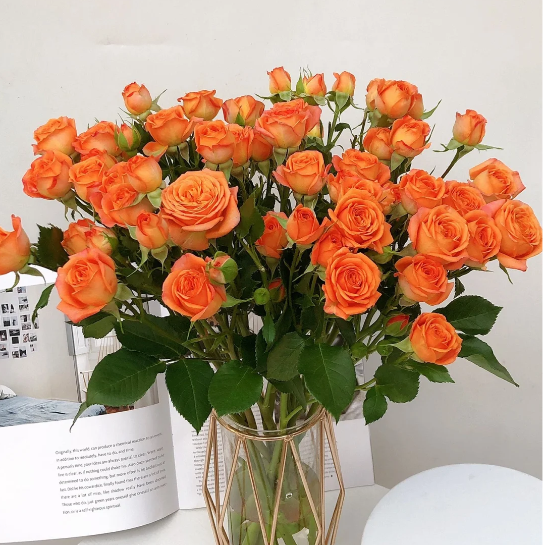 【橙色芭比AK】多头玫瑰10枝 基地直发 | 全场鲜花任意两单包邮
