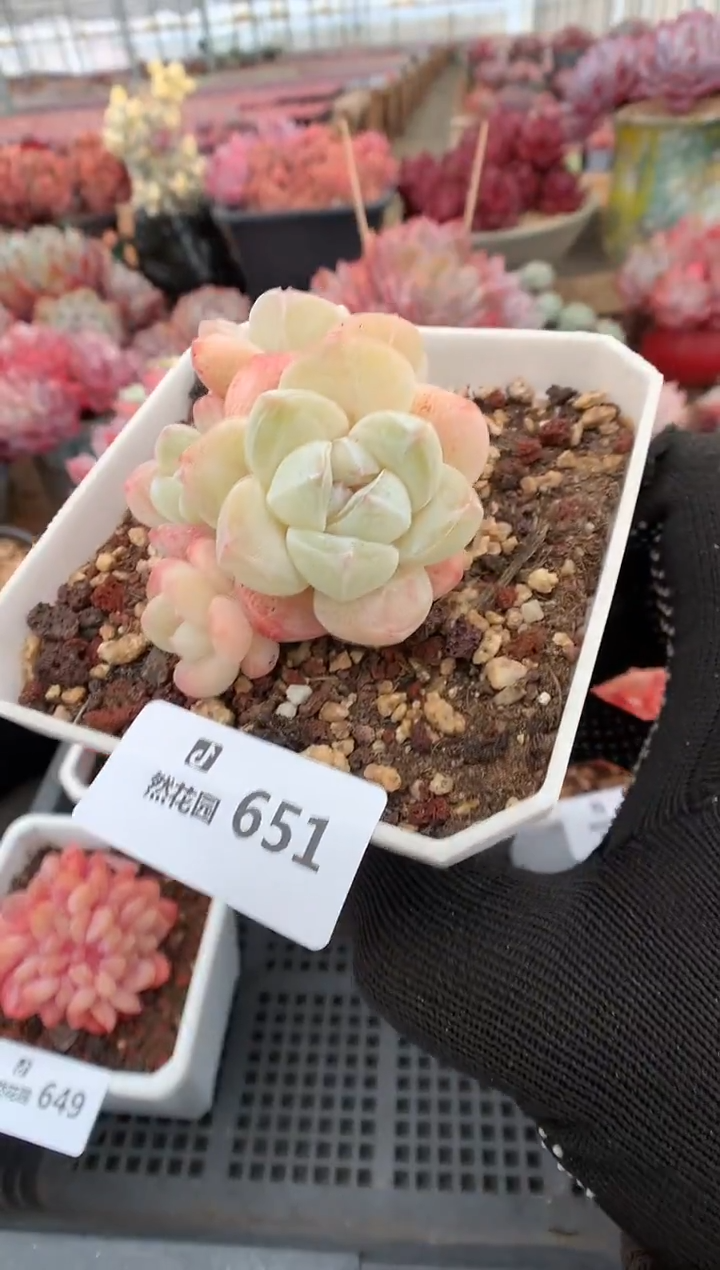 651冰玉多肉植物一物一拍