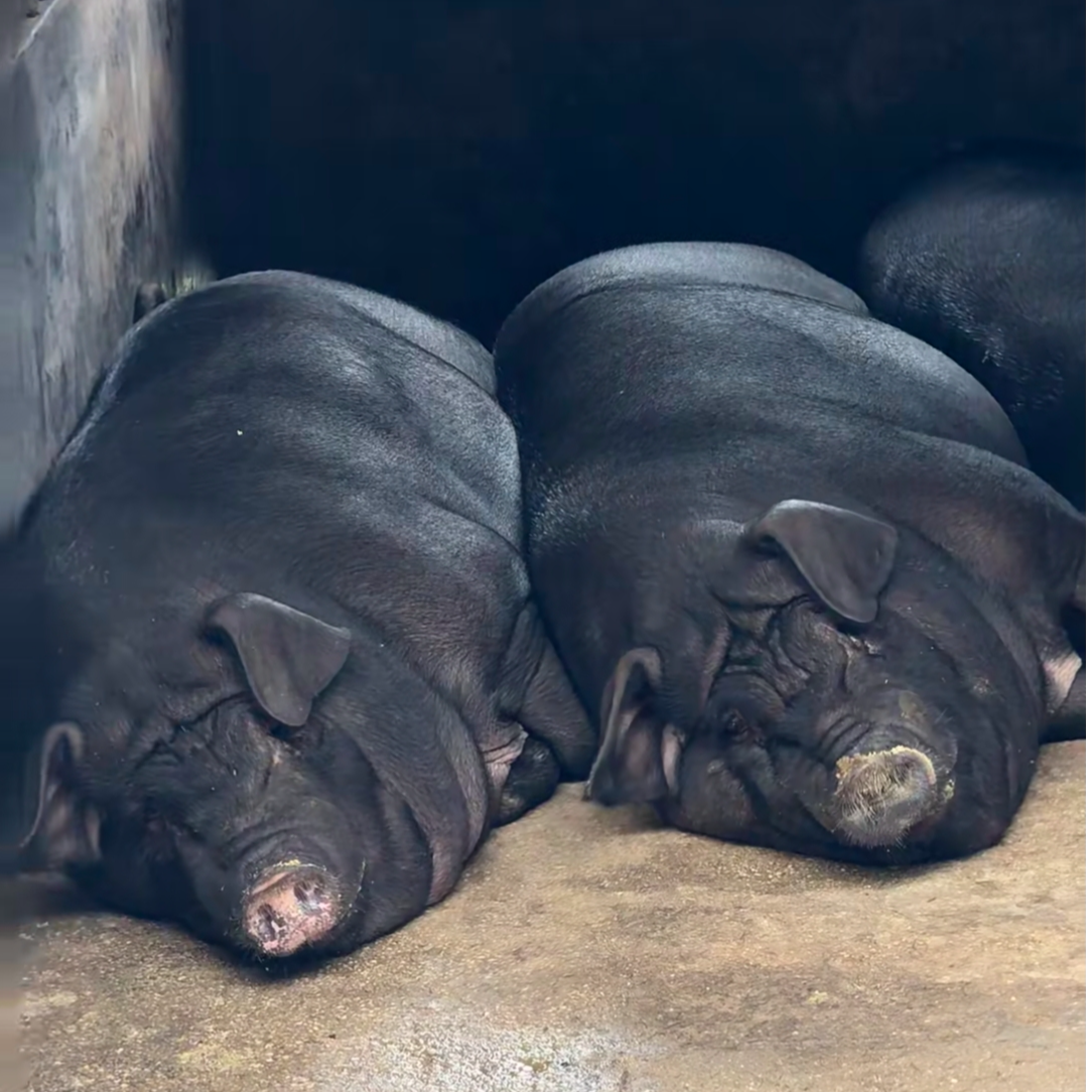 【现场称重】周周妹农家熟食喂养黑毛土猪顺丰包邮